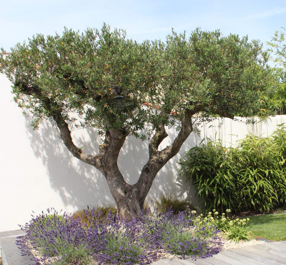 Jardin paysagé