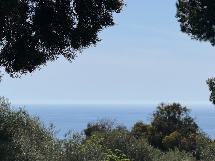 Vue sur le clocher et la mer entre les oliviers
