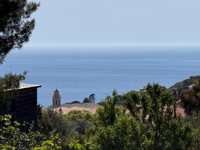 Vue sur la mer entre les pins